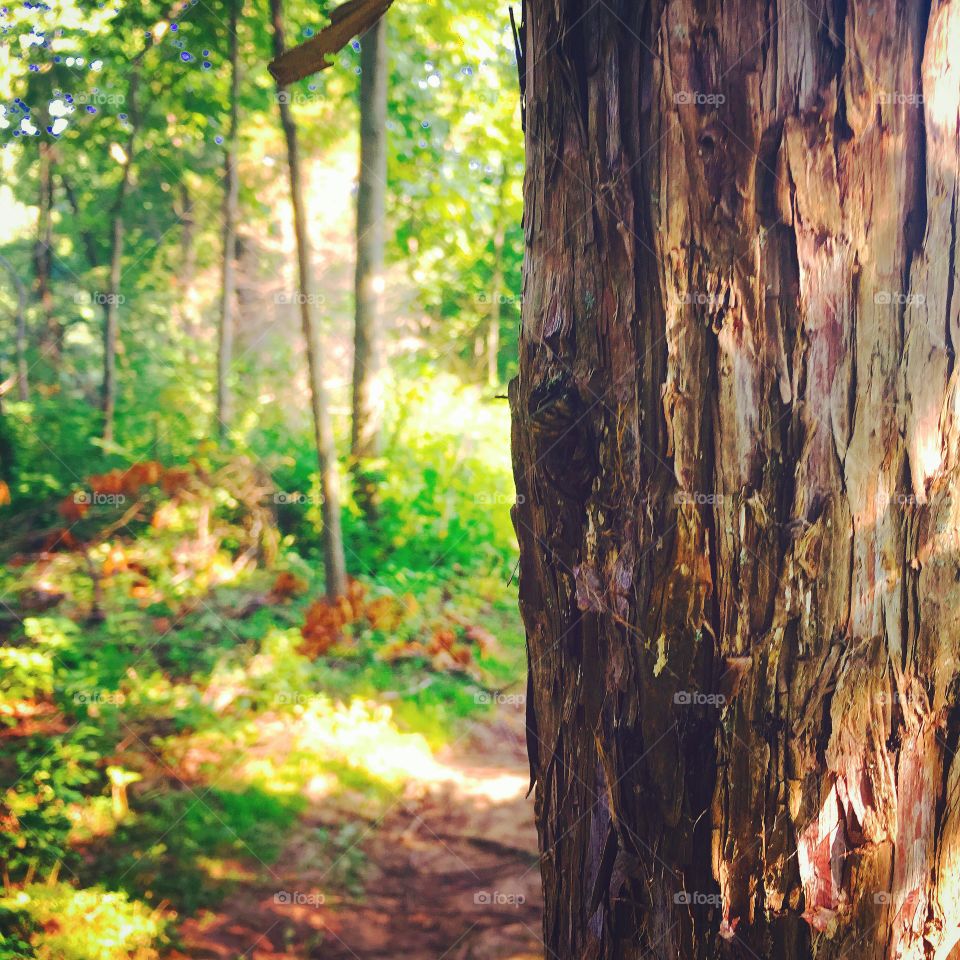 Absolutely in love with this photo, just a random tree but we’re all random trees at some point 🌞