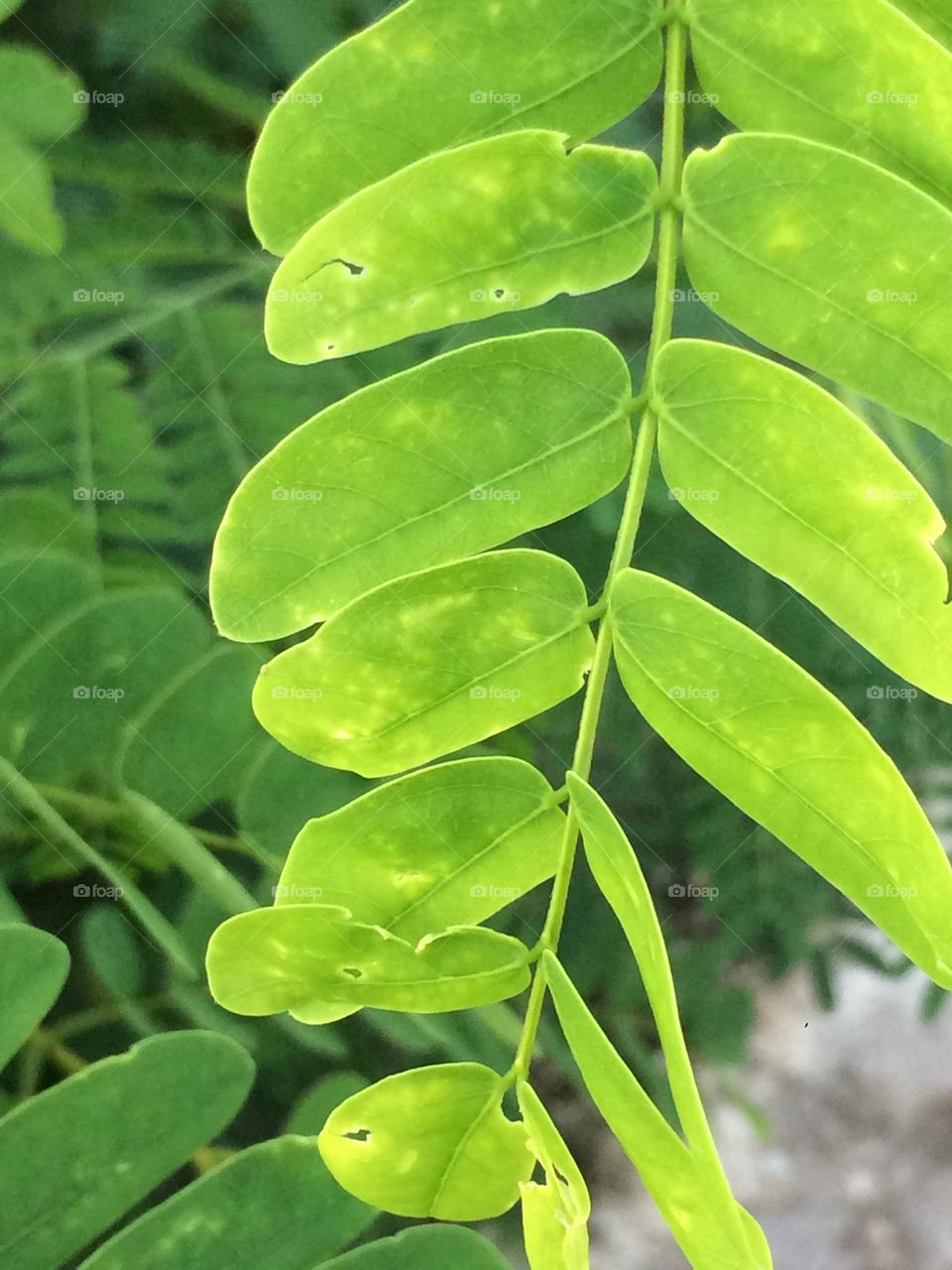Green Leaves