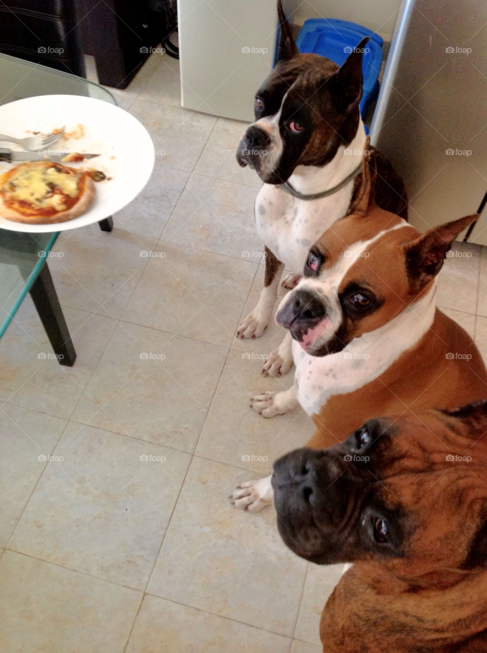 morning dog three breakfast by javiercorrea15