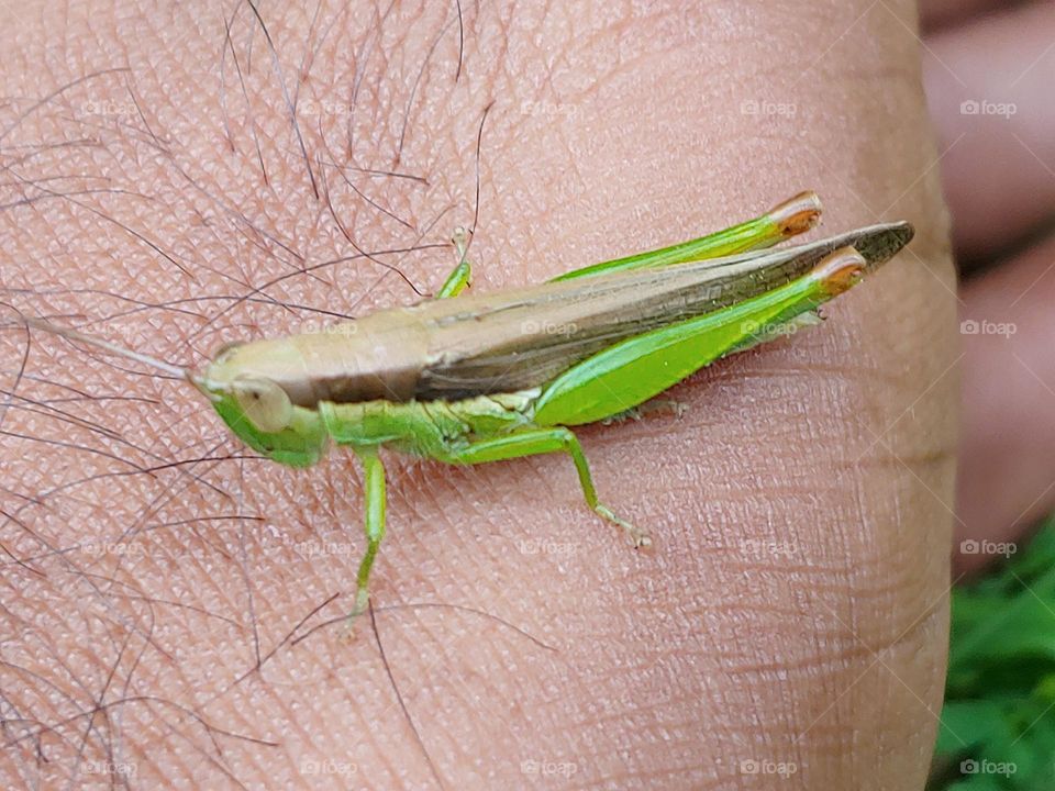 grasshopper captured