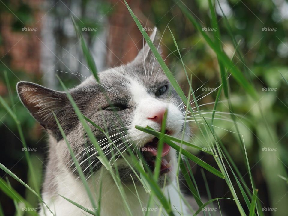 Cat and grass