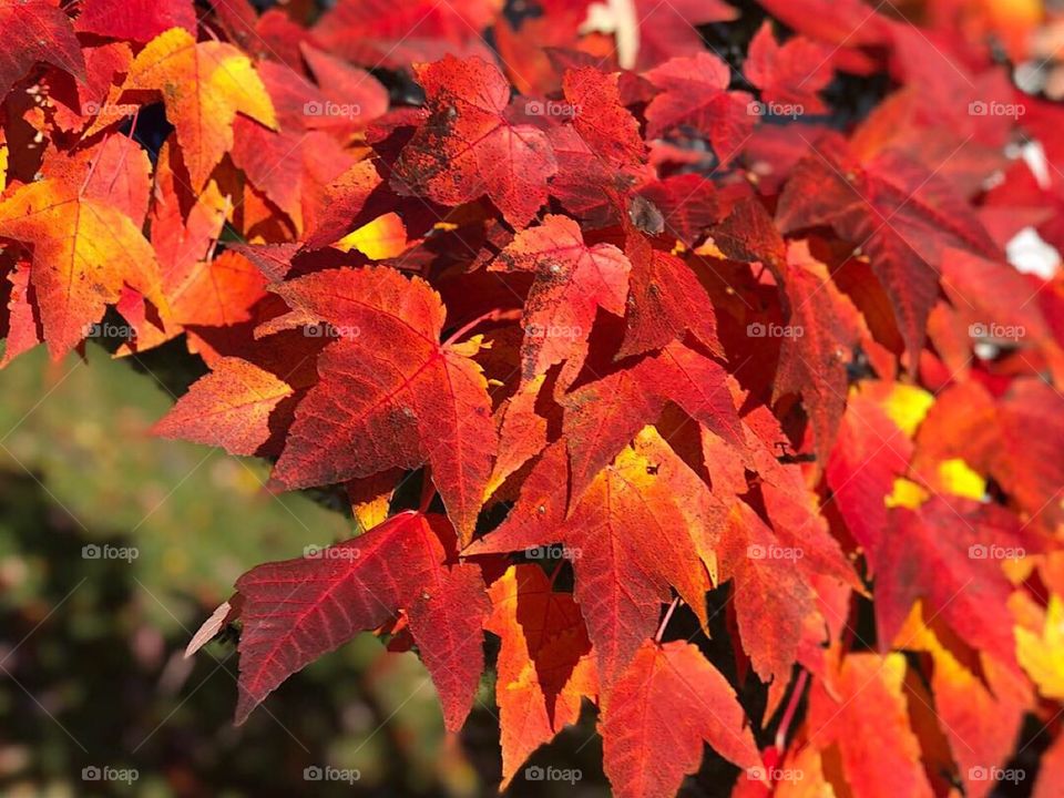 Fire red Fall leaves