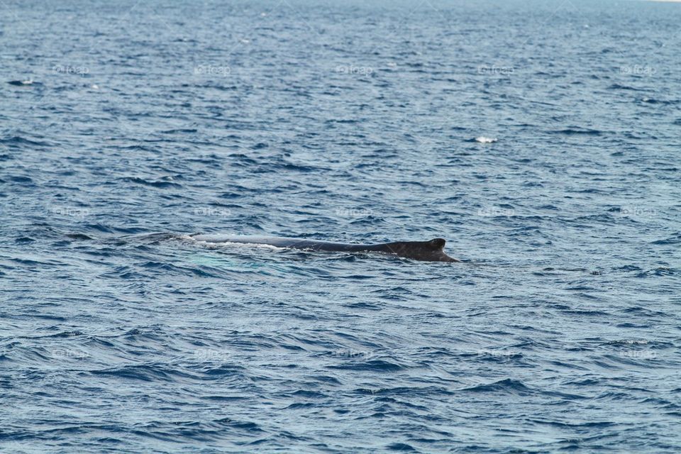 Humpback Whale