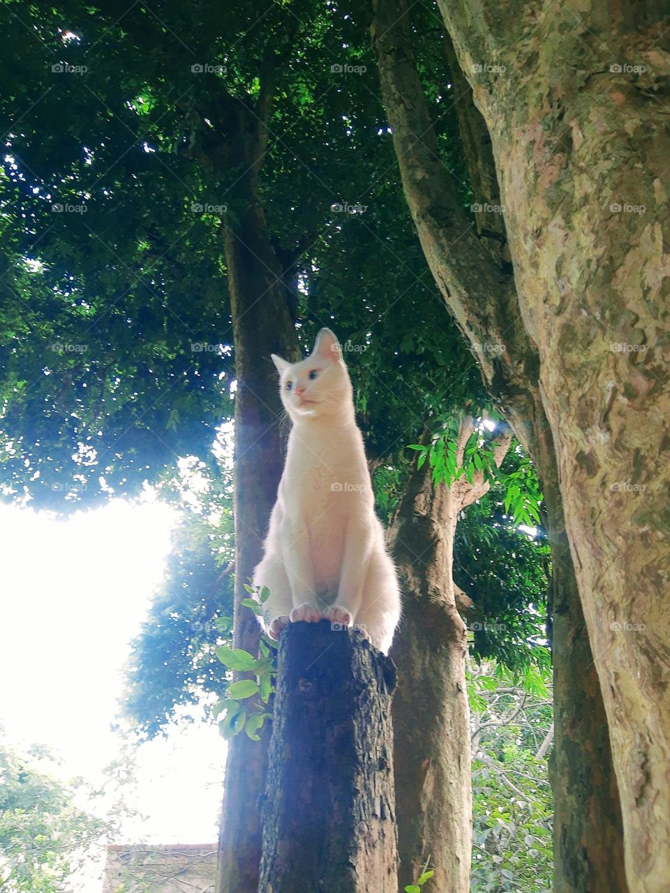 cat in a tree