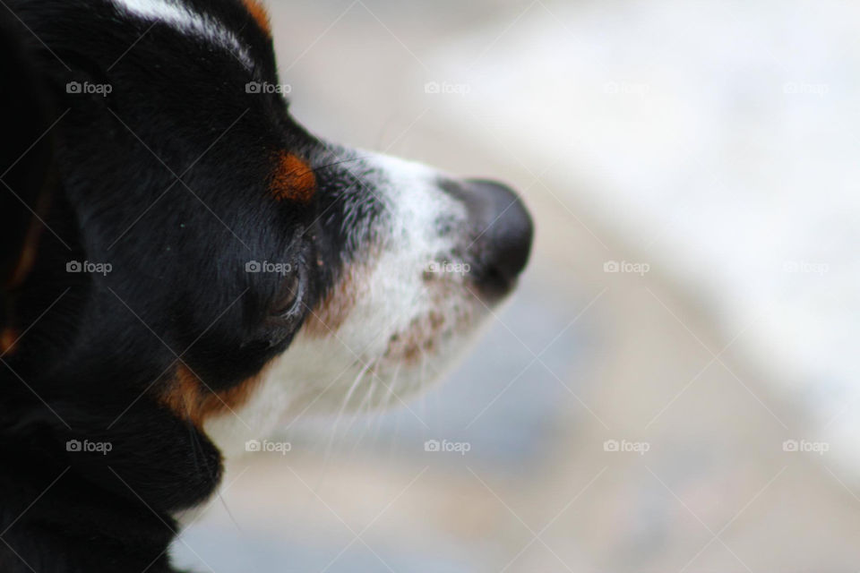 dog animal mammals focus by piepernunes