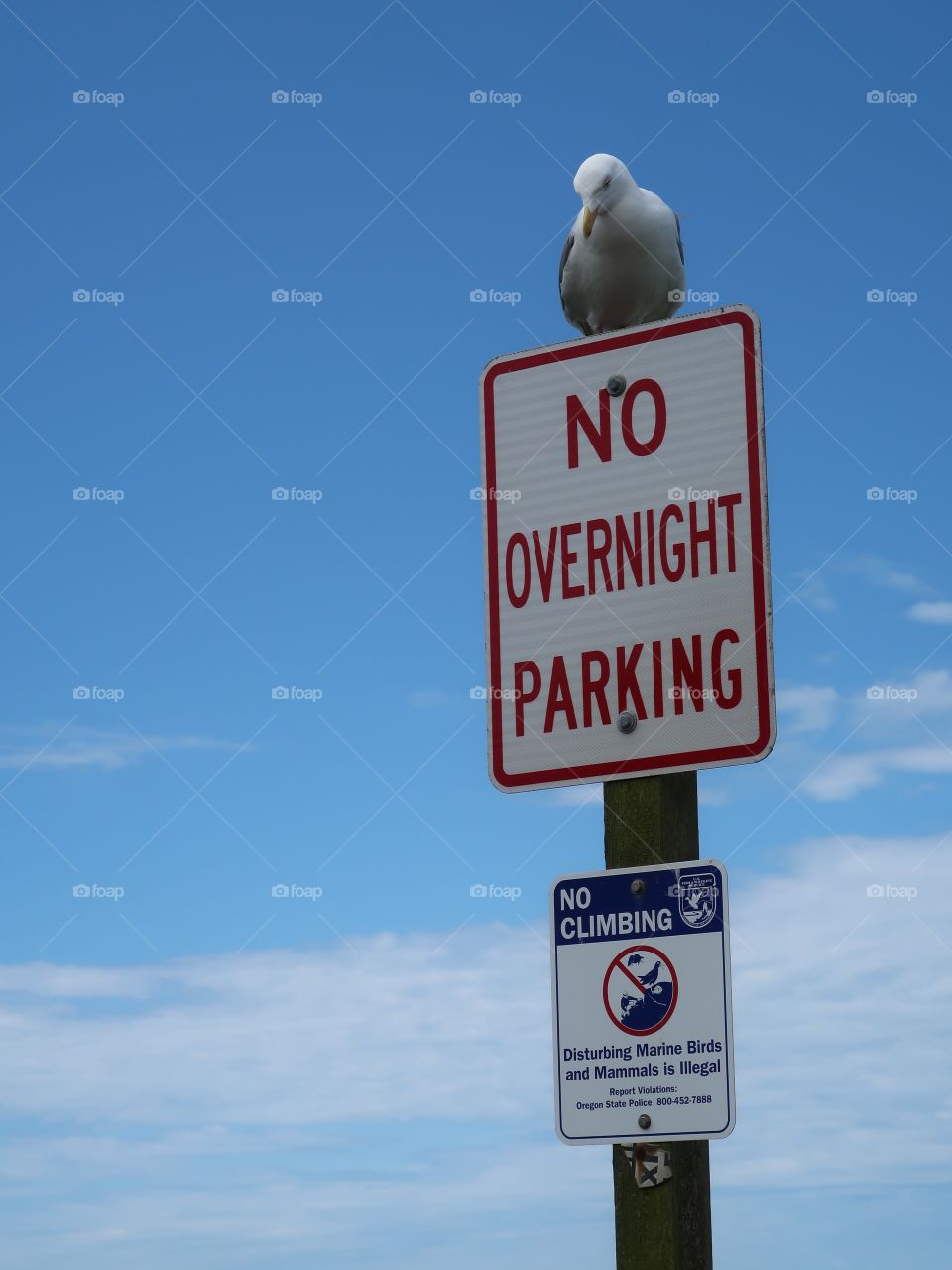 A seagull stands on a "No Parking" sign on the Oregon coast proving that he can park wherever he wants to. 