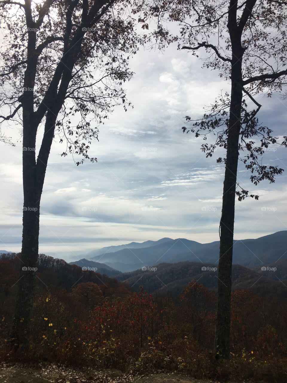 Tree, Landscape, No Person, Nature, Wood