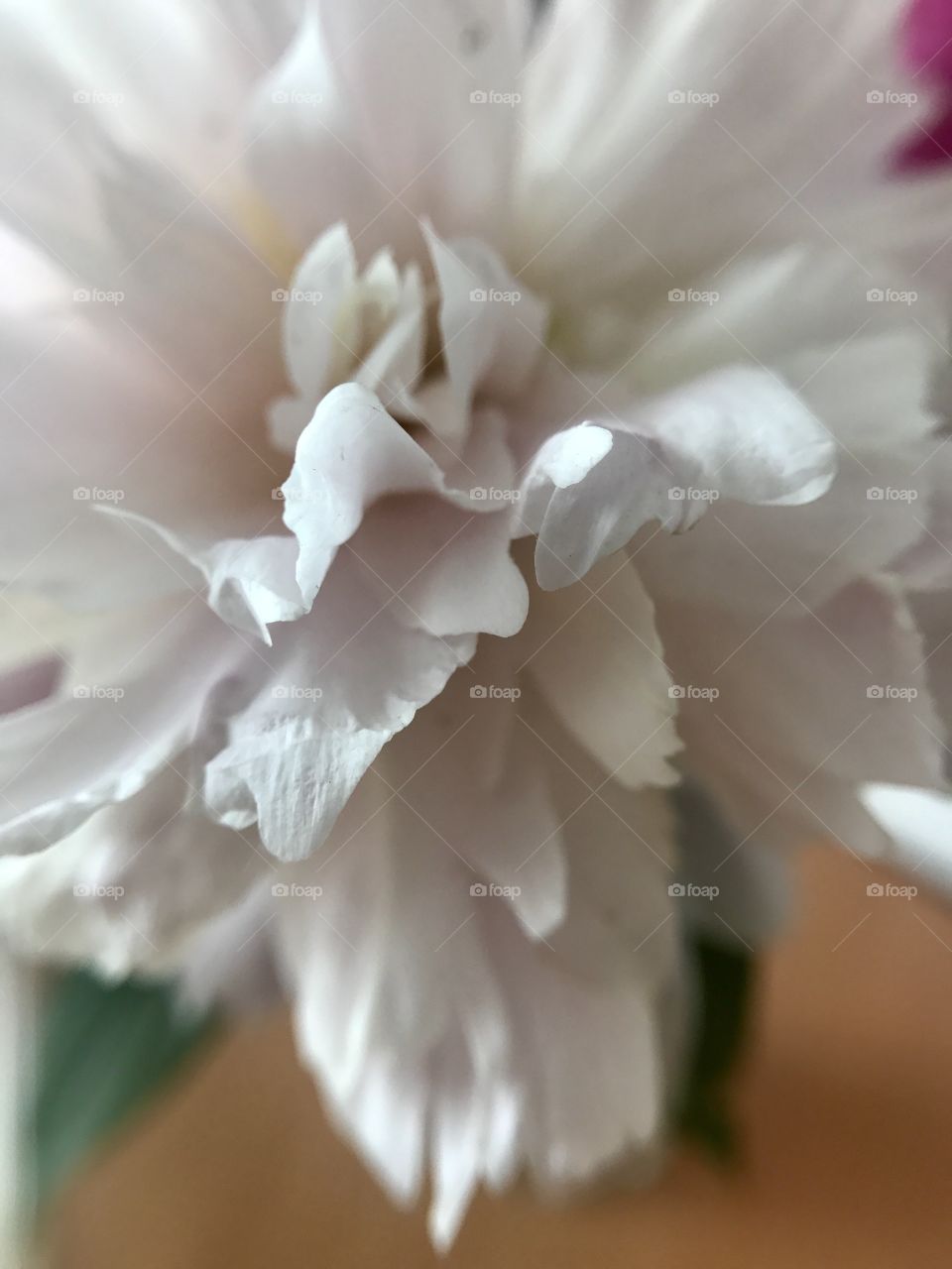 White peony 