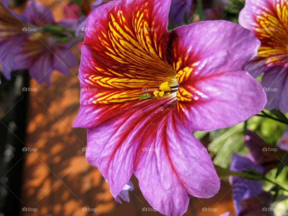 spring flower botanic by karlbinder