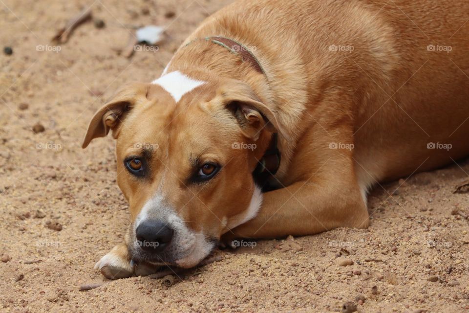 A young dog, lying down, staring with curiosity at the zoom lens camera, wondering what on earth it may be.   