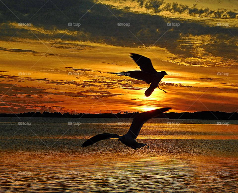 Light: Natural vs artificial - Seagulls scour the shimmering bay water in search of their next meal