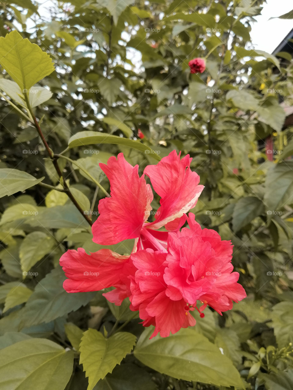 Red colour flower.