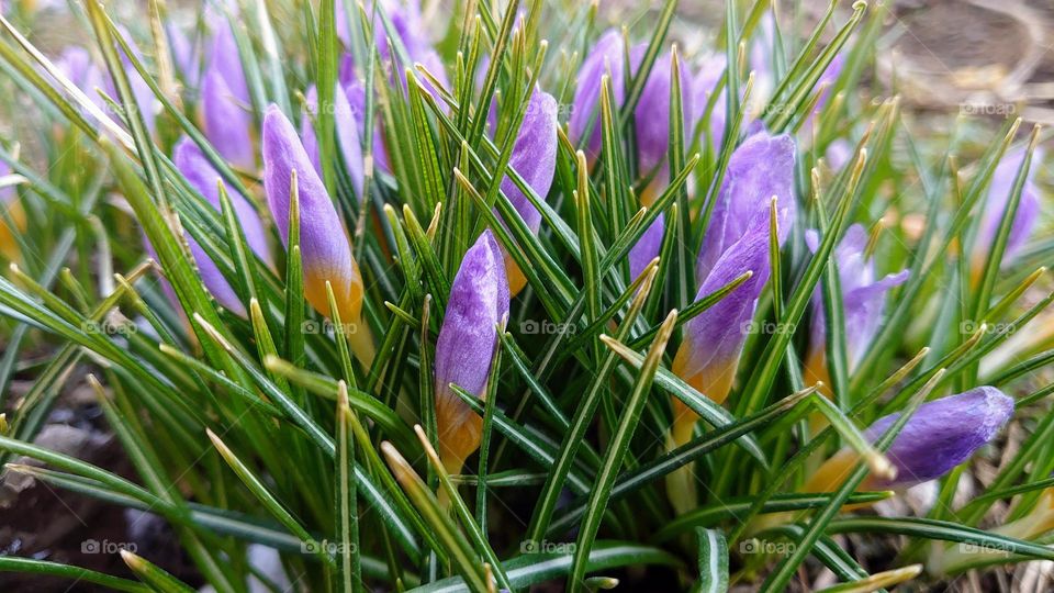 First spring flowers 🌱💜