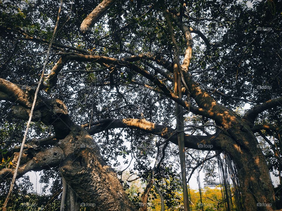 Banyan tree around with Shaniwar wada Palace Pune