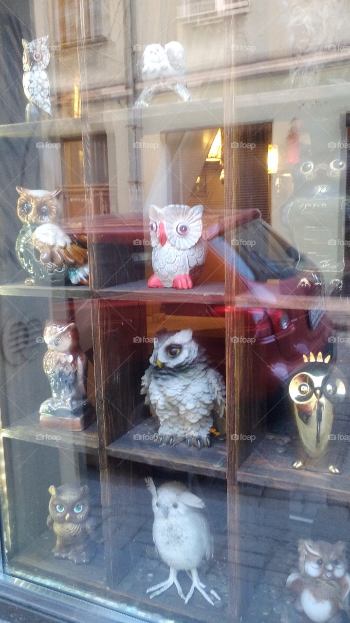 Owls of Vyborg.