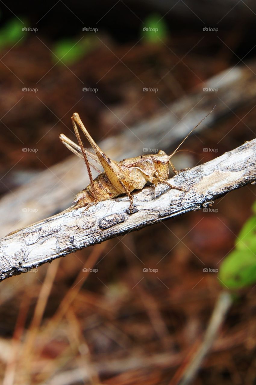 Cricket insect on branch