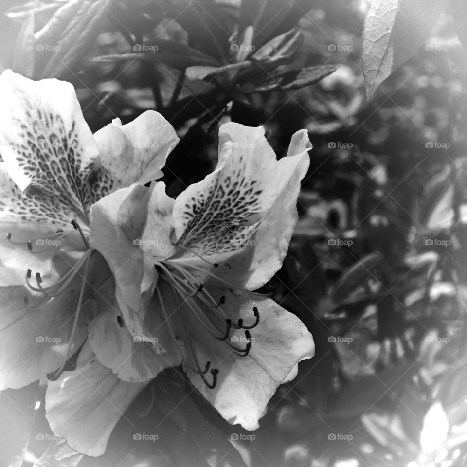 b and w flowers