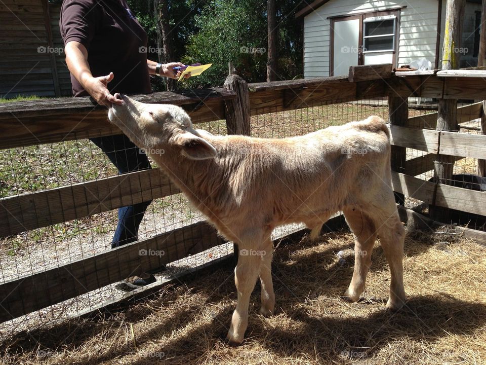 Fenced pen for a hand raised calf.