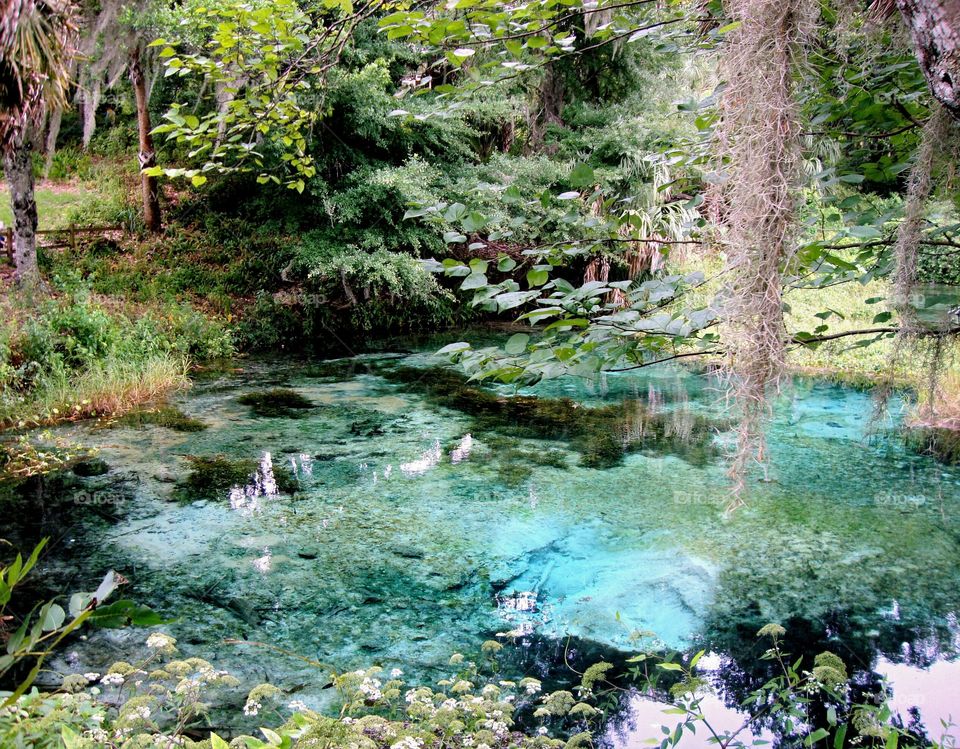 Reflection of trees on pond