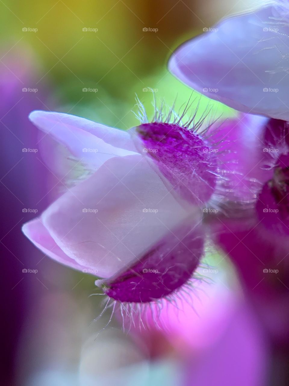 Macro photo of purple heart 