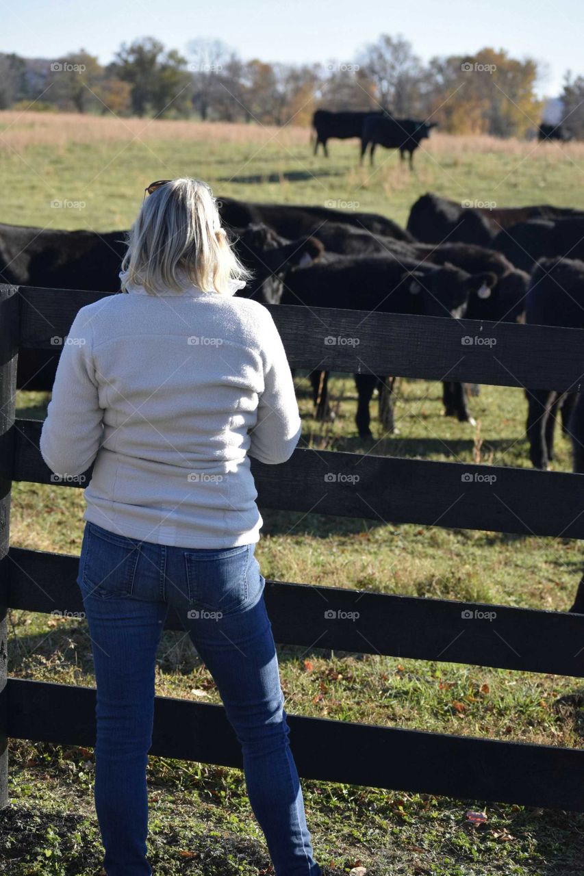 Watching Cows 2