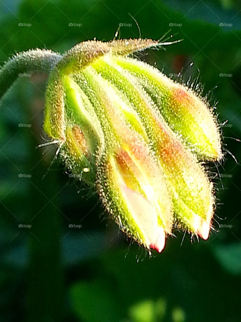 A flower bub starting to bloom
