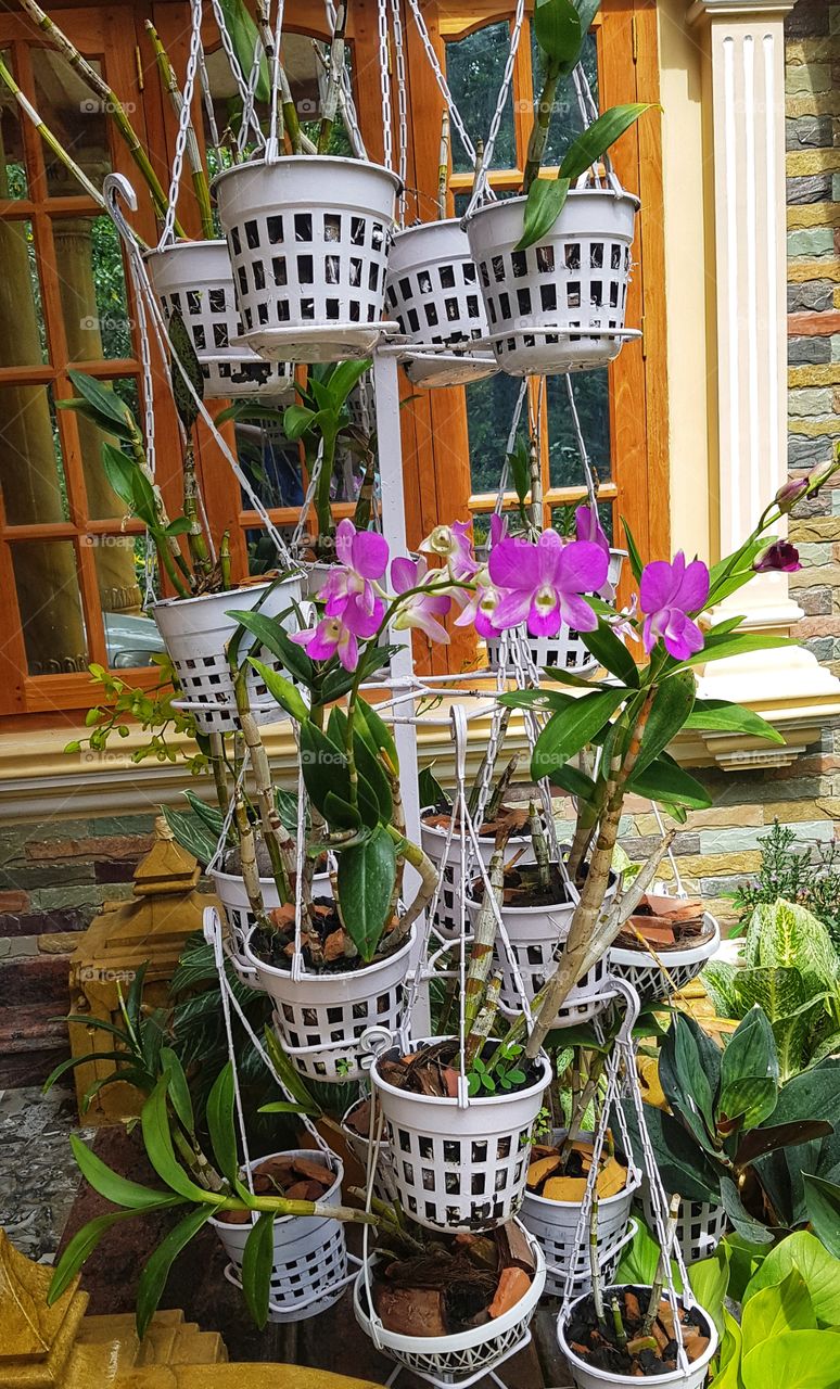 Hanging violet orchid plant blooms...
