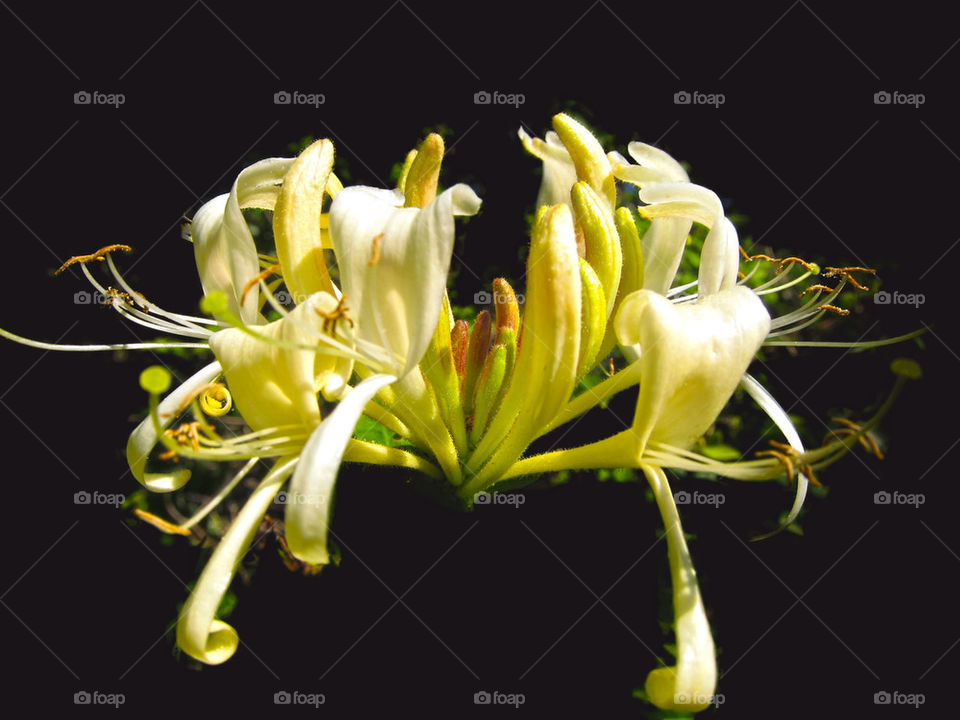 Honeysuckle flower.