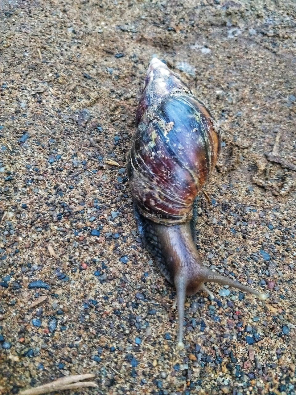 snail crawling on a sandy ground