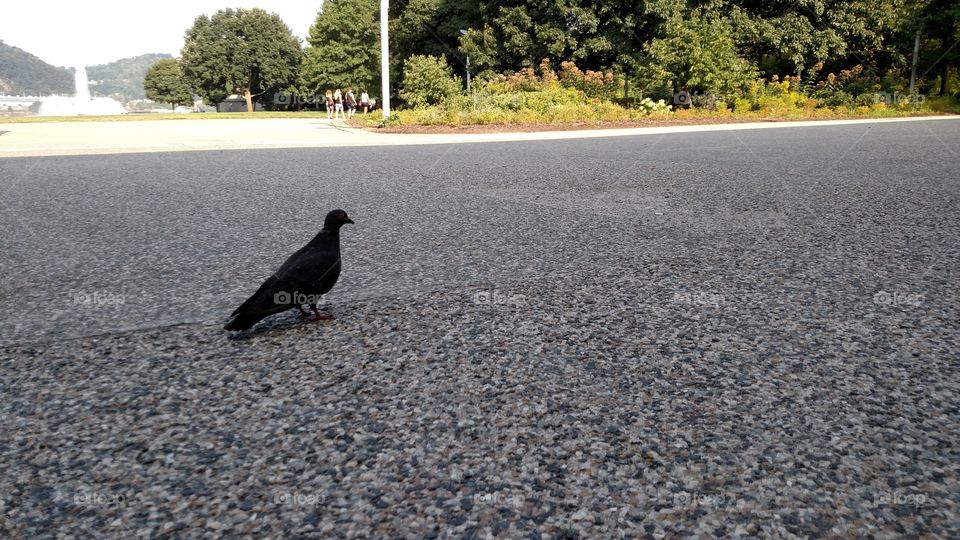 pigeon