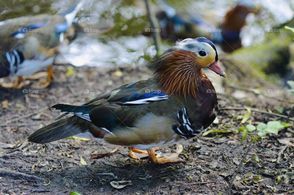 Mandarin Duck in the U.K. 