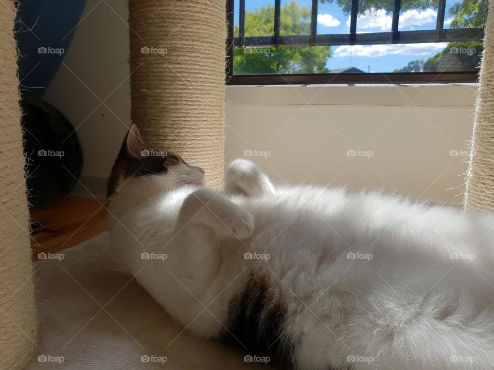 cat looking at the scenery