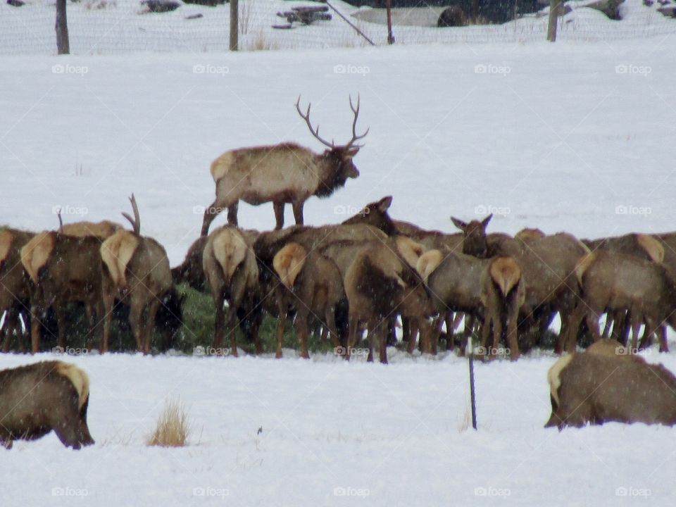Elk in the snow. 