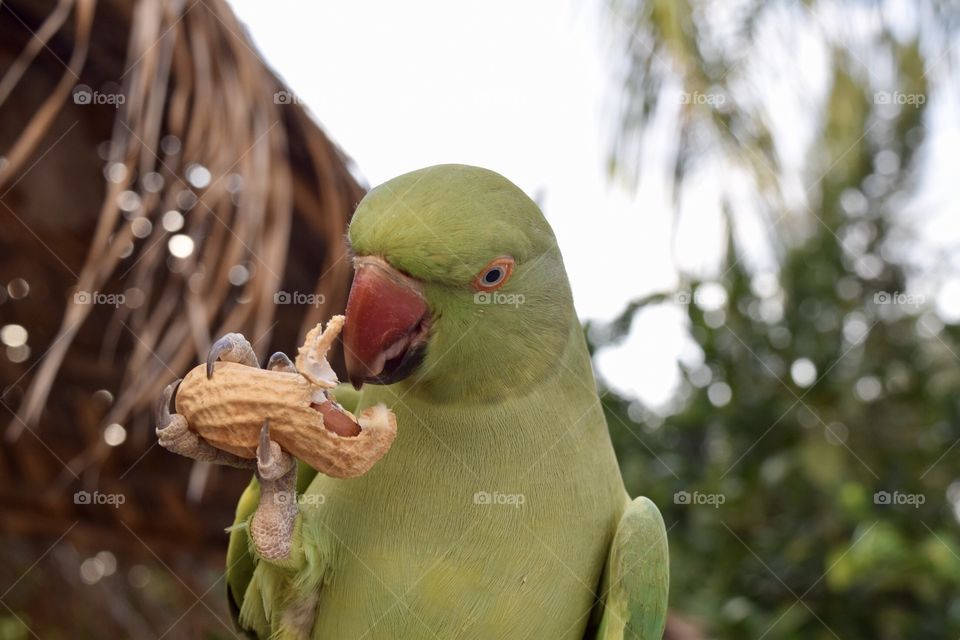 Parrot