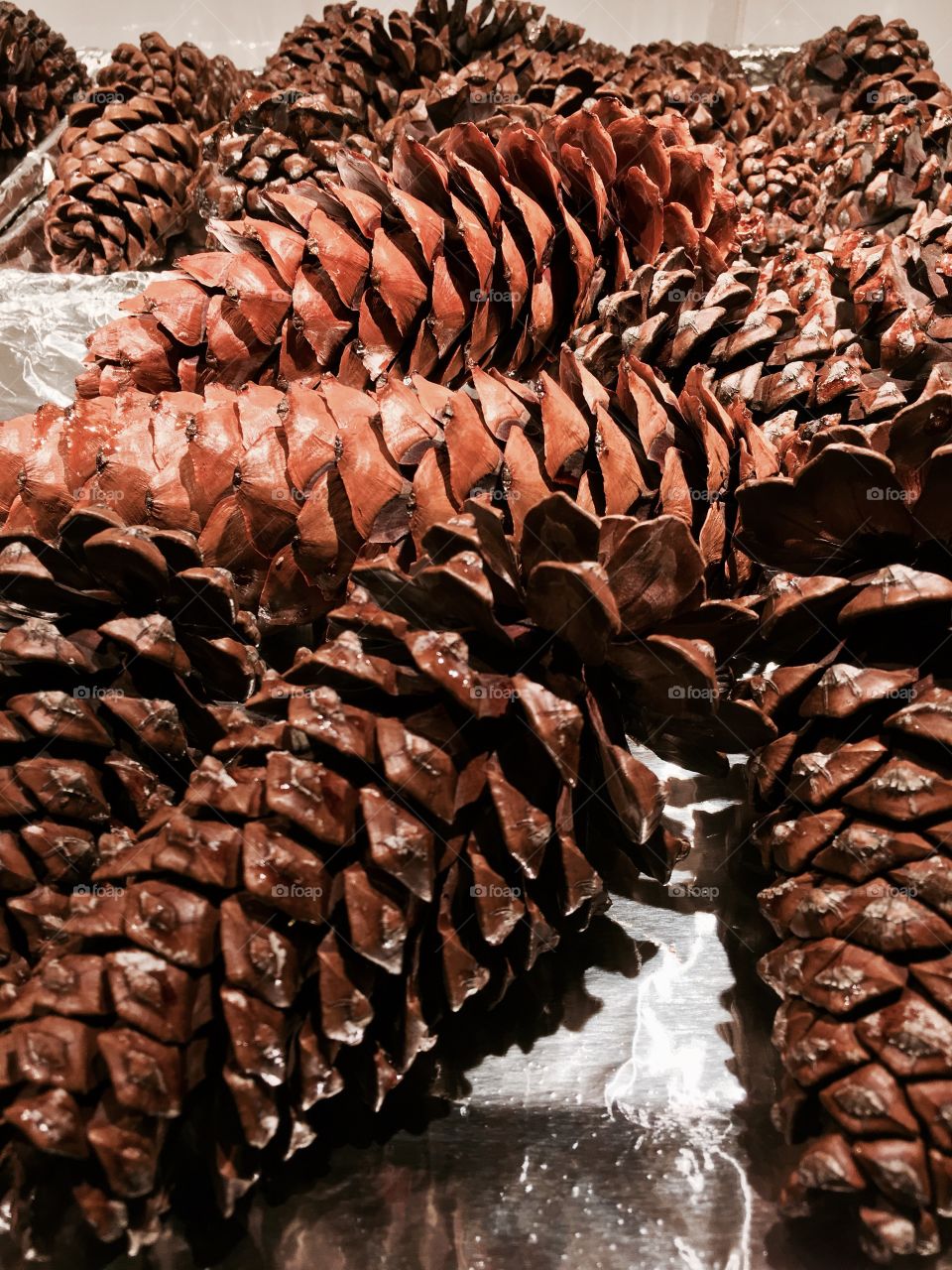 Preserving Pine Cones