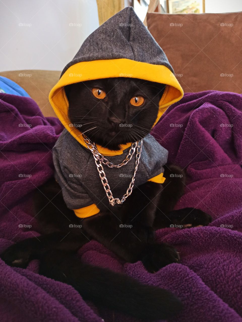 My handsome Ozzy and his favorite hoodie and chains!