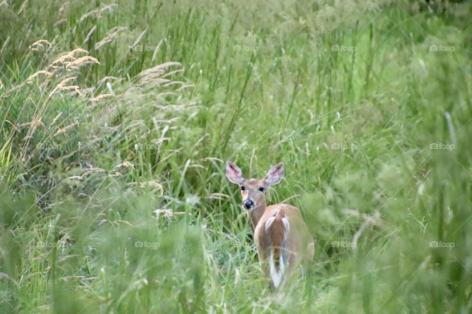 Deer in field 