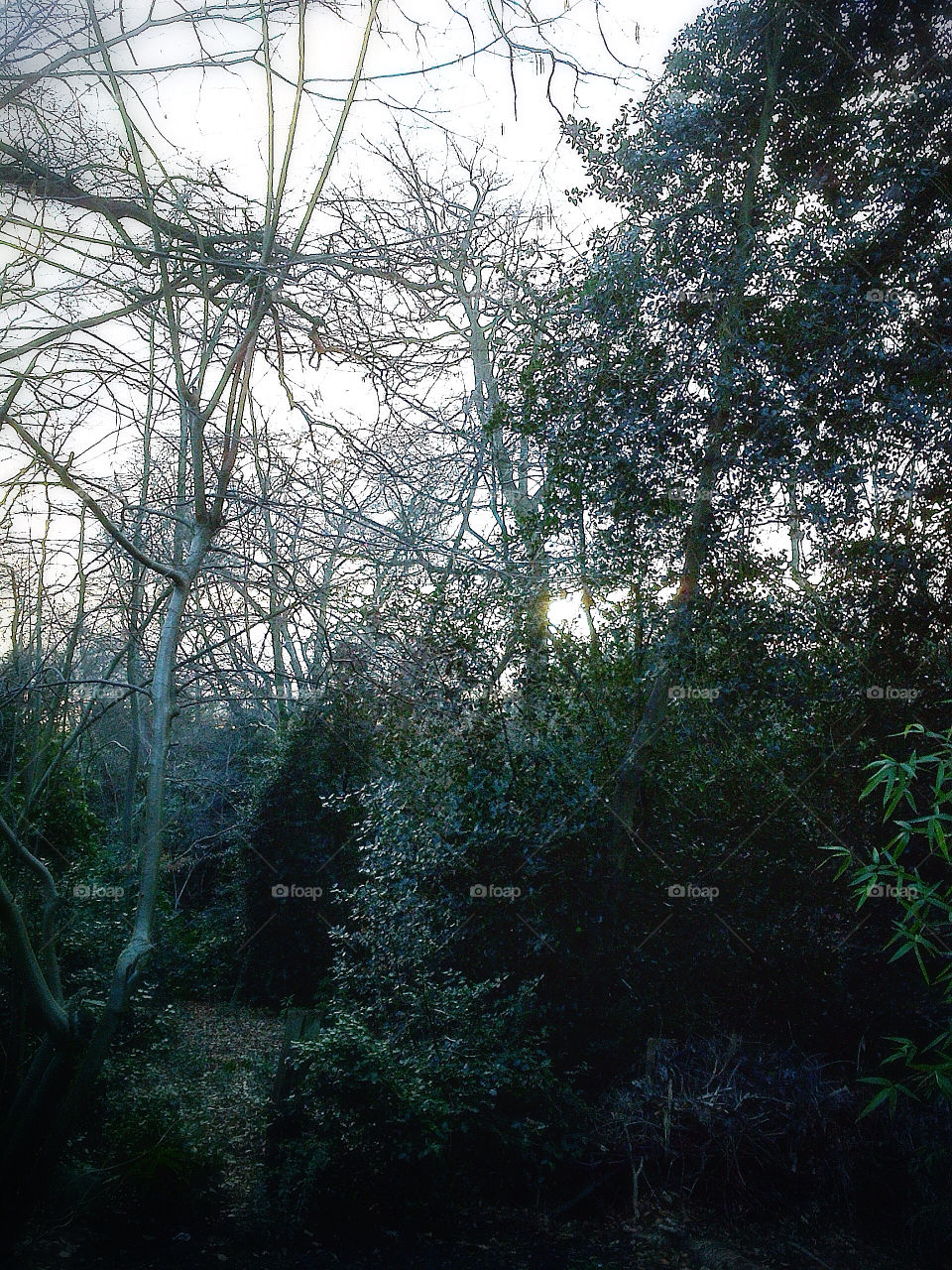 evening garden england uk by ashepperdson