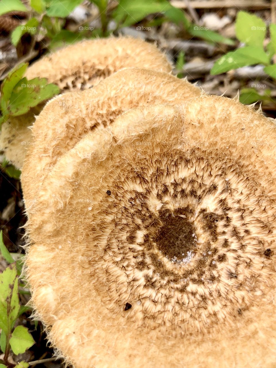 Cascade of wild mushrooms 