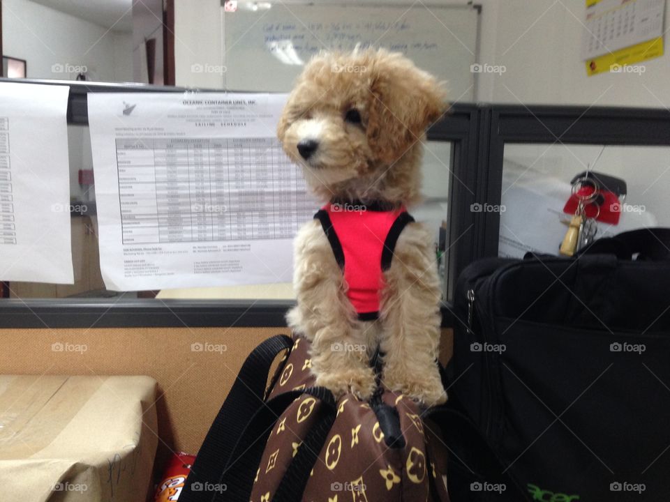 An office dog