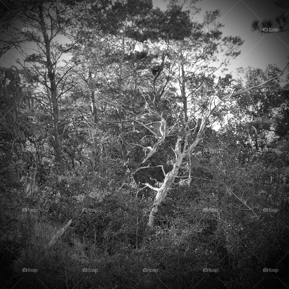 trees grayscale