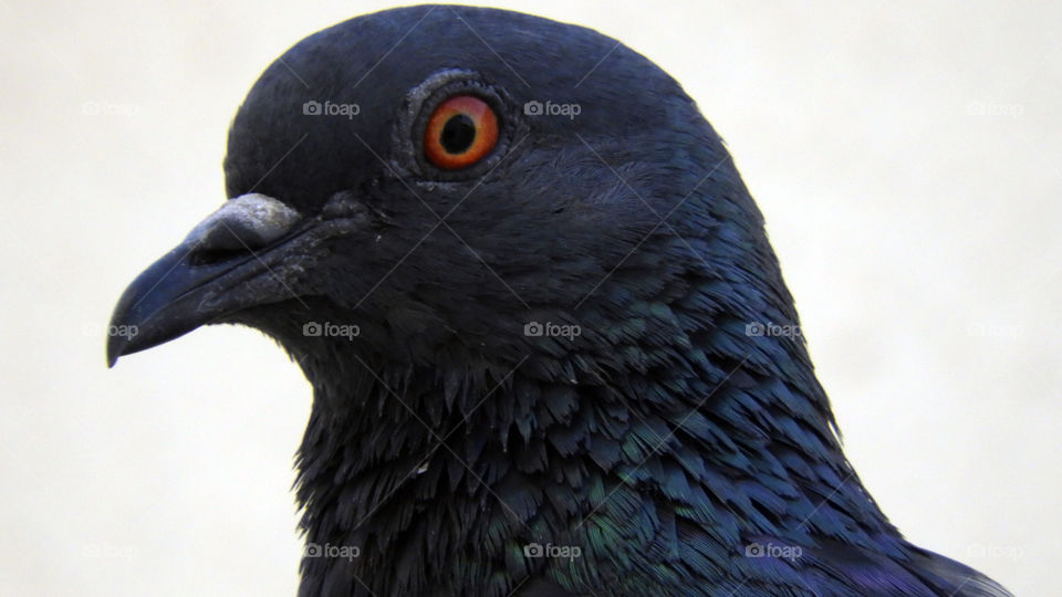 Pigeon #Close up