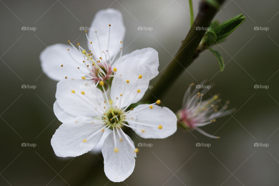 A couple of white spring flowers on a small branch, with a blurry background