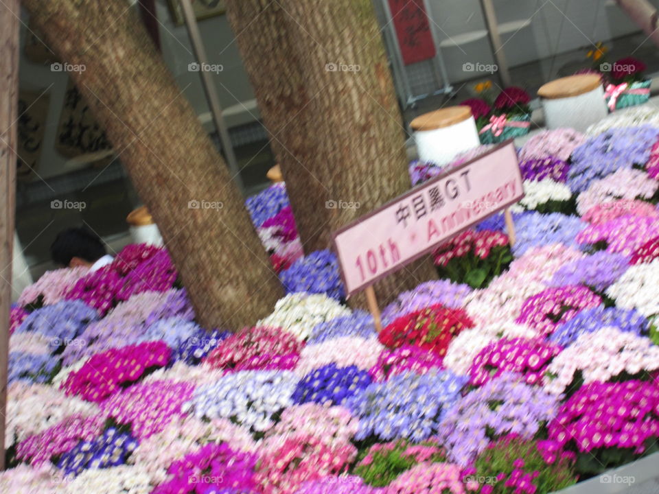 Market, No Person, Flower, Color, Sale