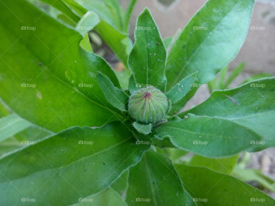 flower plants