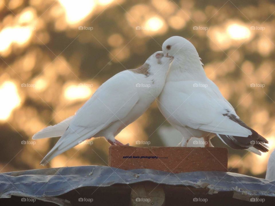 fall in love...in birds