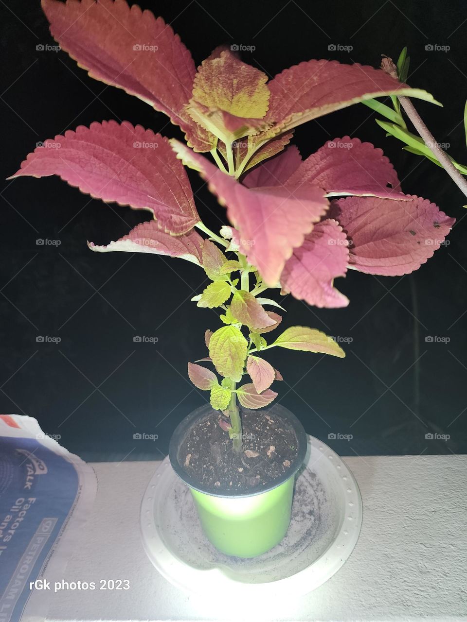 new born joseph coat