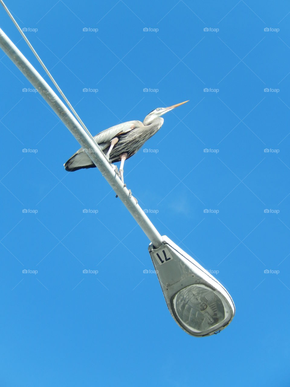 Bird on a lamp post