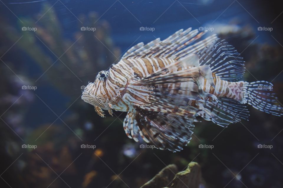 Lion fish 