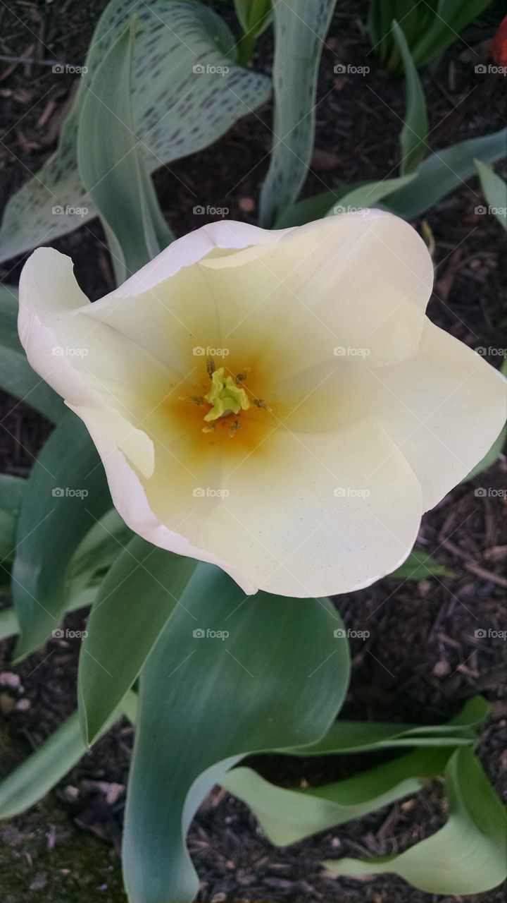 white tulip